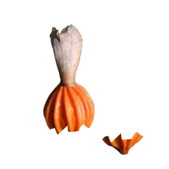 Creation of Seed Dance: Step 2